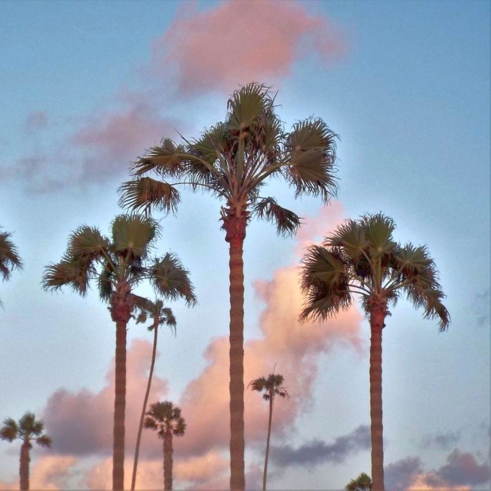 Peach Clouds Palm Trees ~ 8" X 10" Photography